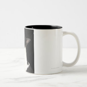 Tasse 2 Couleurs Boston noir et blanc Terrier recherchant