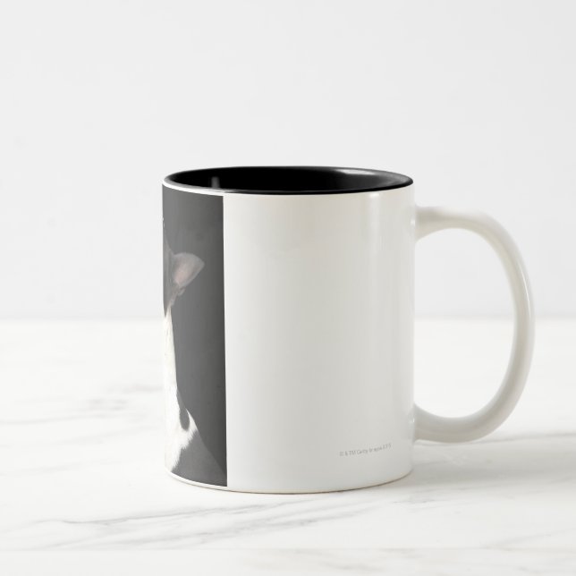 Tasse 2 Couleurs Boston noir et blanc Terrier recherchant (Droit)