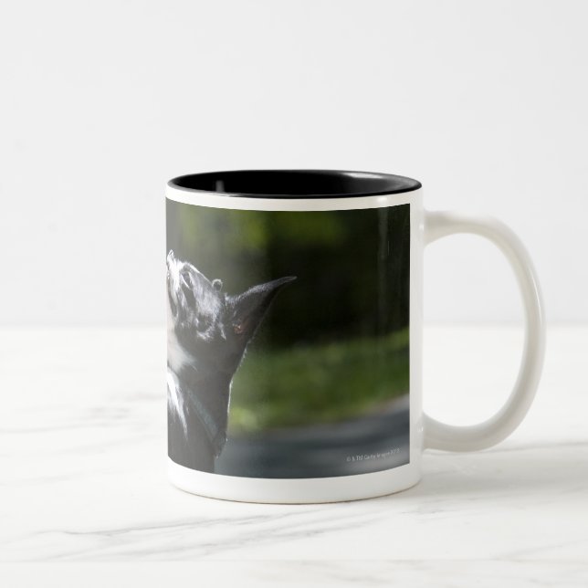 Tasse 2 Couleurs Boston Terrier 2 (Droit)