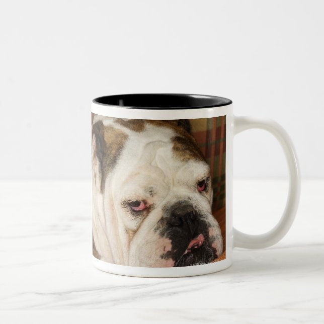 Tasse 2 Couleurs bouledogue se trouvant sur un sofa (Droit)