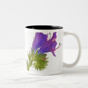 Tasse 2 Couleurs Bugloss pourpre de vipères (plantagineum d'echium)