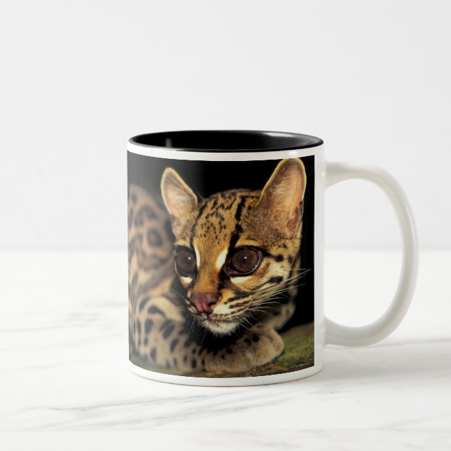 Tasse 2 Couleurs CA, Panama central, Soberania NP, Margay 2 (Droit)