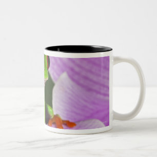 Tasse 2 Couleurs Callidryas d'Agalychnis