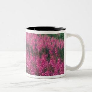 Tasse 2 Couleurs Canada, Québec, Gaspé. Fleurs de Lythrum pourpre,