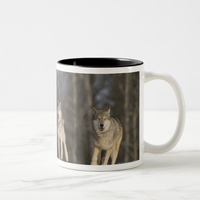 Tasse 2 Couleurs Captif, Duluth, Minnesota, Etats-Unis 2 (Droit)