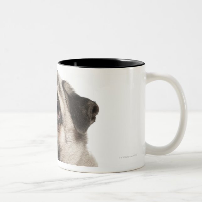 Tasse 2 Couleurs Carlin (13 mois) recherchant (Droit)