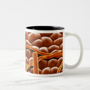 Tasse 2 Couleurs Champignon de rouille pulvérulente sur la