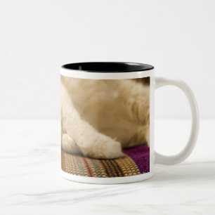 Tasse 2 Couleurs Chat assez jaune de tabi s'étendant sur le divan