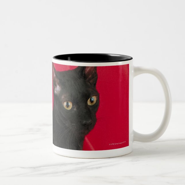 Tasse 2 Couleurs Chat cornouaillais de rex (Droit)