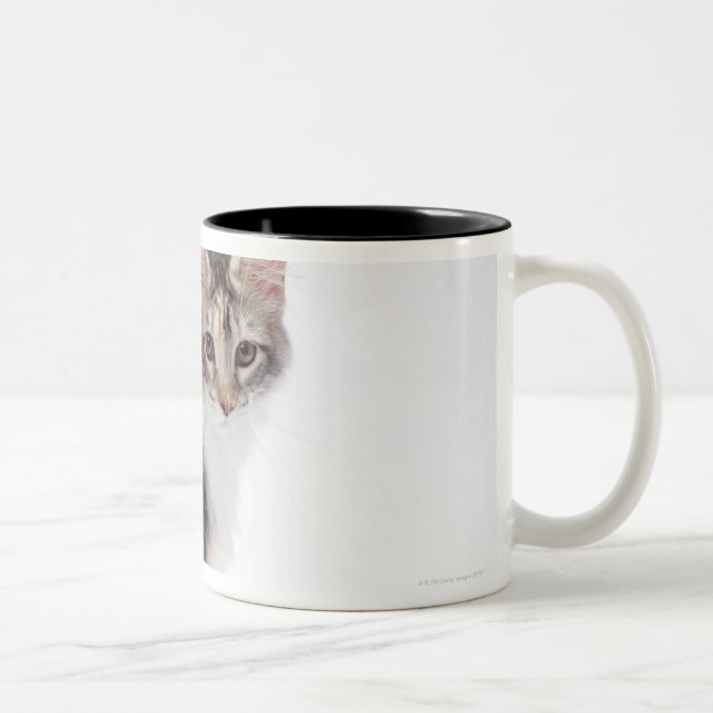 Tasse 2 Couleurs Chat de ragondin du Maine (Droit)
