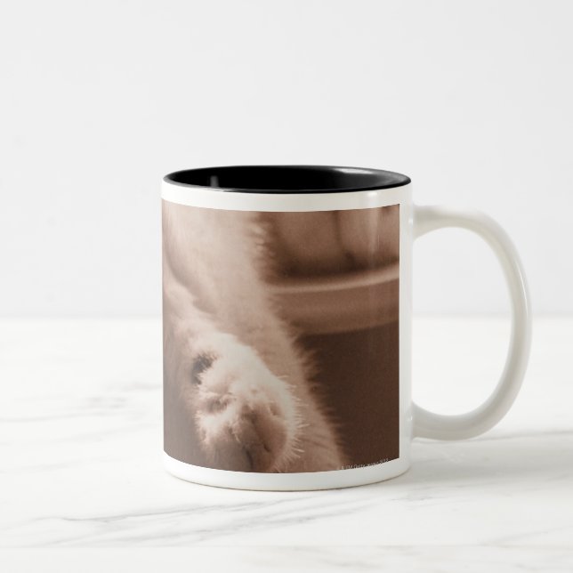 Tasse 2 Couleurs Chat de sommeil (Droit)