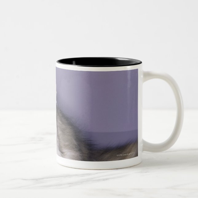 Tasse 2 Couleurs Chat faisant un pas dans le talon haut (Droit)