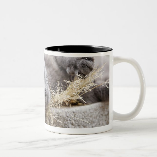 Tasse 2 Couleurs Chat gris se situant dans le pot, Olargues, (Droit)