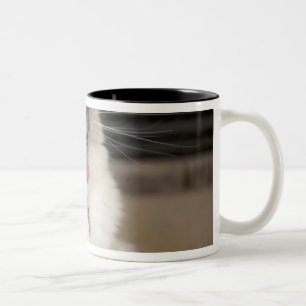 Tasse 2 Couleurs chat Neva Masquerade bâillant