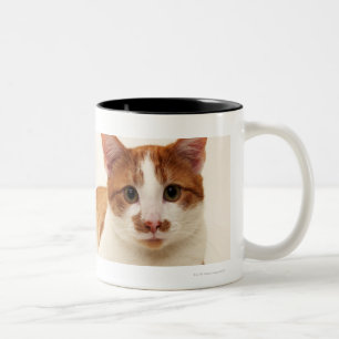 Tasse 2 Couleurs Chat sur l'arrière - plan blanc