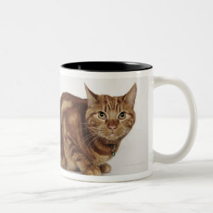 Tasse 2 Couleurs Chat tigré orange