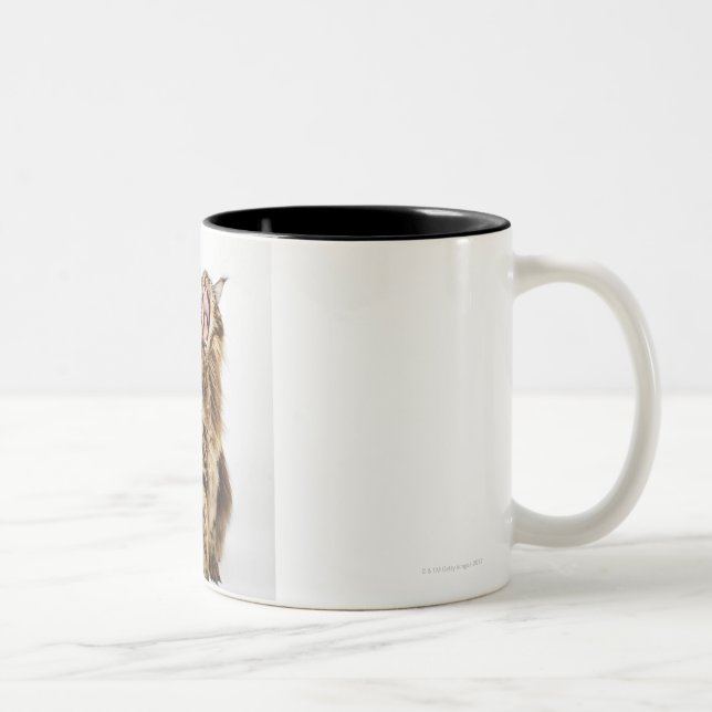 Tasse 2 Couleurs Chat tigré principal classique Brown de ragondin (Droit)