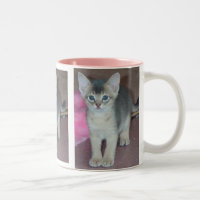 Chaton abyssinien six semaines de