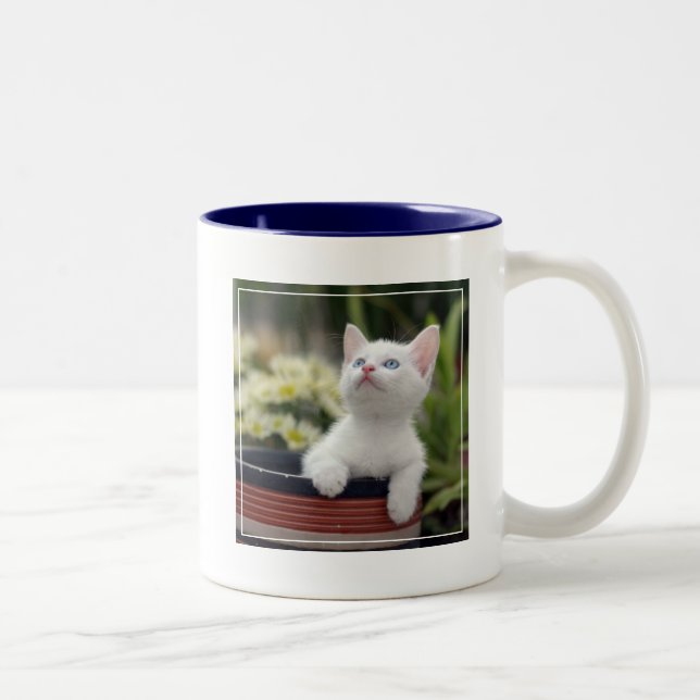 Tasse 2 Couleurs Chaton blanc turc (Droit)