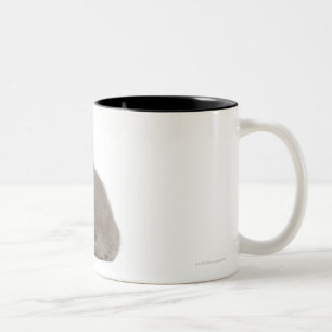 Tasse 2 Couleurs Chaton britannique de Shorthair (10 semaines de)
