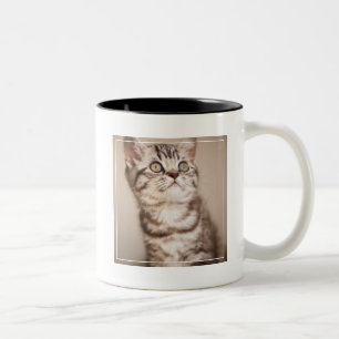 Tasse 2 Couleurs Chaton britannique gris mignon de cheveux courts