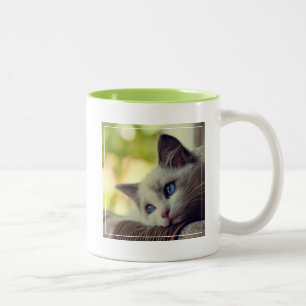 Tasse 2 Couleurs Chaton de Ragdoll