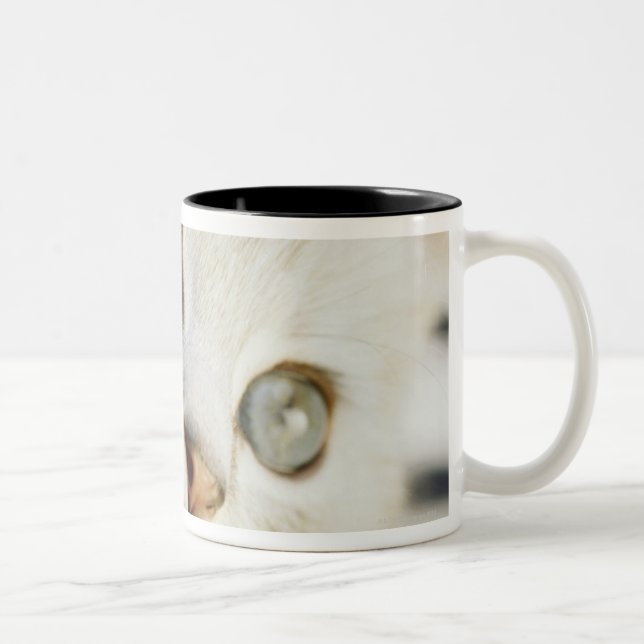 Tasse 2 Couleurs Chaton, plan rapproché 2 (Droit)