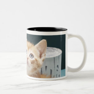 Tasse 2 Couleurs Chaton se reposant parmi des bidons de peinture