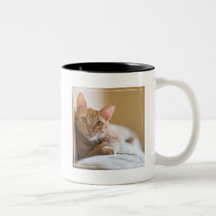 Tasse 2 Couleurs Chaton se trouvant sur le divan