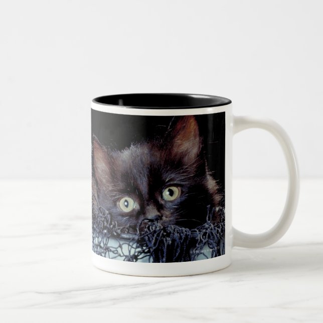 Tasse 2 Couleurs Chatons dans le récipient (Droit)