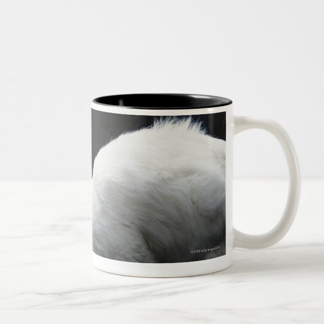 Tasse 2 Couleurs Chats avec le bol de nourriture (Droit)