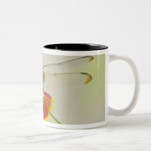 Tasse 2 Couleurs Checkered Setwing (Dythemis fugax) sur Mexicain