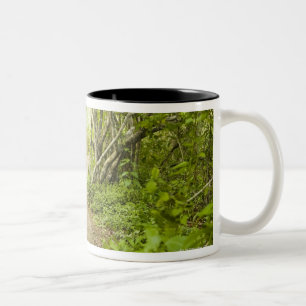 Tasse 2 Couleurs Chemin à travers la forêt
