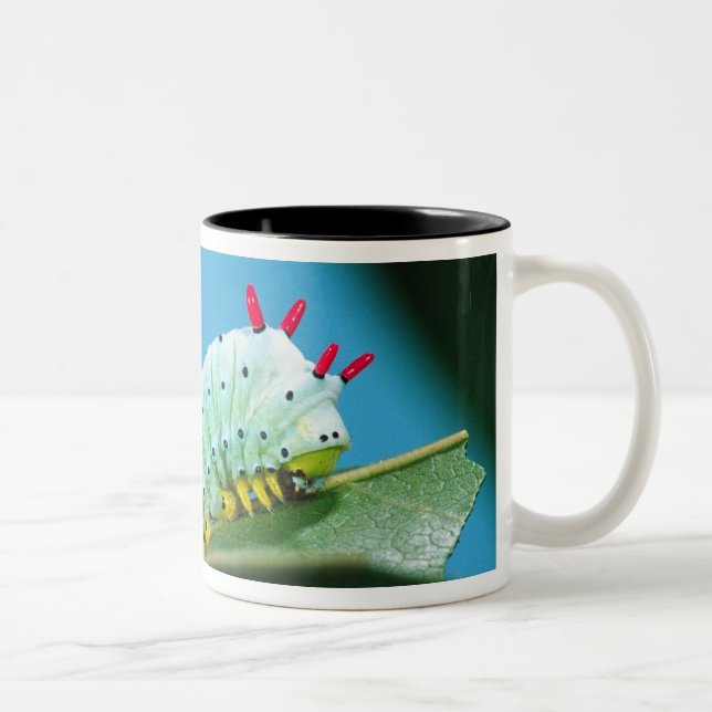 Tasse 2 Couleurs Chenille du papillon Prométhée, Callosamia (Droit)