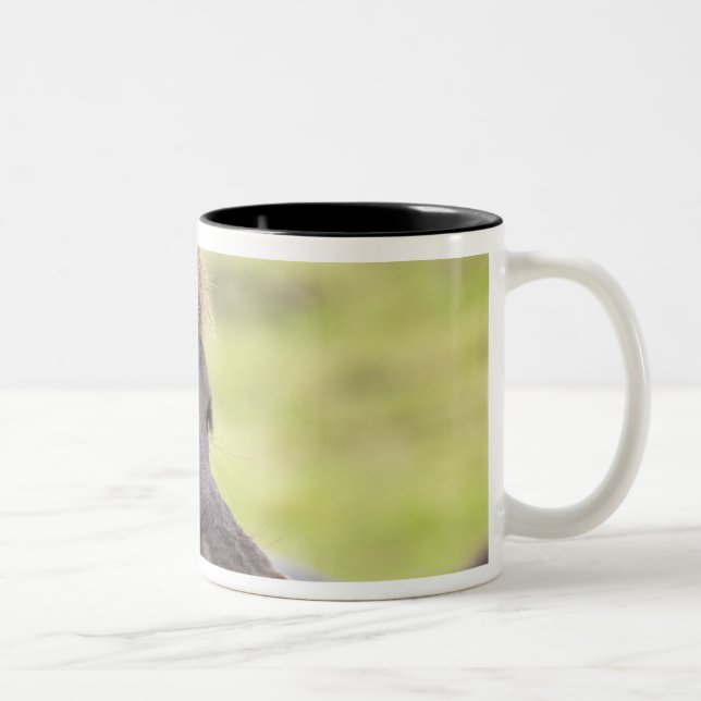 Tasse 2 Couleurs Cheval islandais avec l'expression drôle (Droit)