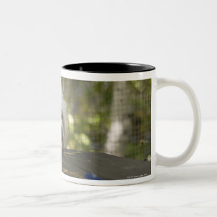 Tasse 2 Couleurs Chien à la table de pique-nique