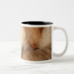 Tasse 2 Couleurs Chien avec des chaussures se trouvant sur le