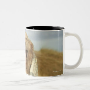 Tasse 2 Couleurs Chien de portrait sur la plage sous l'édredon.