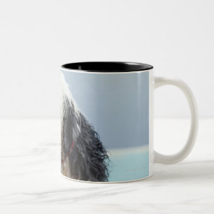 Tasse 2 Couleurs Chien humide par une piscine