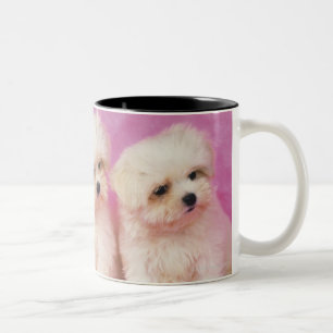 Tasse 2 Couleurs Chien maltais ; est une petite race du chien blanc