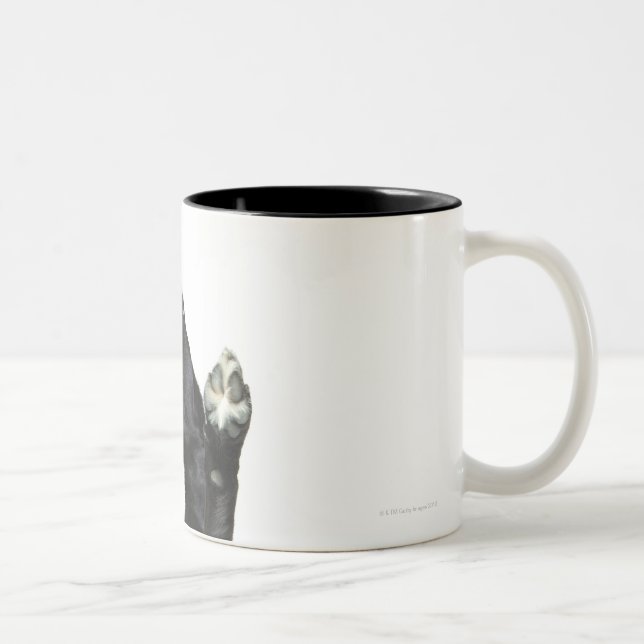 Tasse 2 Couleurs Chien se reposant avec des pattes (Droit)