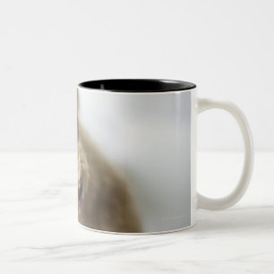 Tasse 2 Couleurs Chien se tenant sur le plancher