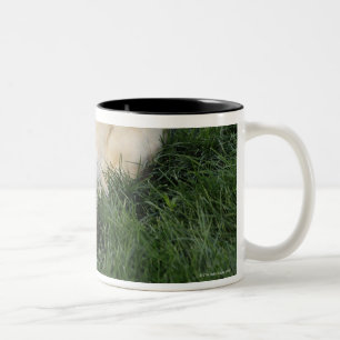 Tasse 2 Couleurs Chien s'étendant upside-down dans l'herbe avec de
