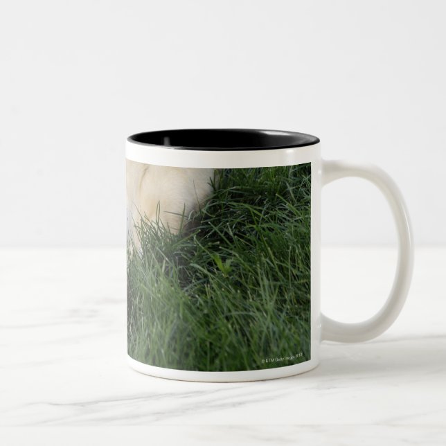Tasse 2 Couleurs Chien s'étendant upside-down dans l'herbe avec de (Droit)