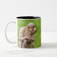 Chimpanzé sans cheveux