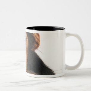 Tasse 2 Couleurs Chimpanzé (troglodytes de casserole). Jeune