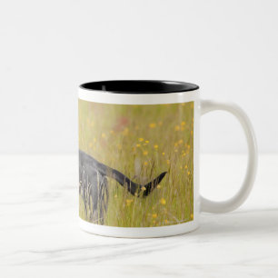Tasse 2 Couleurs Chiot 16 mois