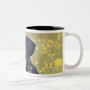 Tasse 2 Couleurs Chiot 16 mois 2