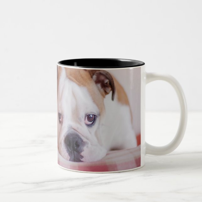 Tasse 2 Couleurs Chiot anglais timide de bouledogue (Droit)
