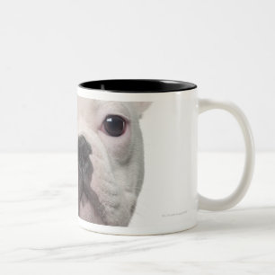 Tasse 2 Couleurs Chiot de bouledogue français (5 mois)